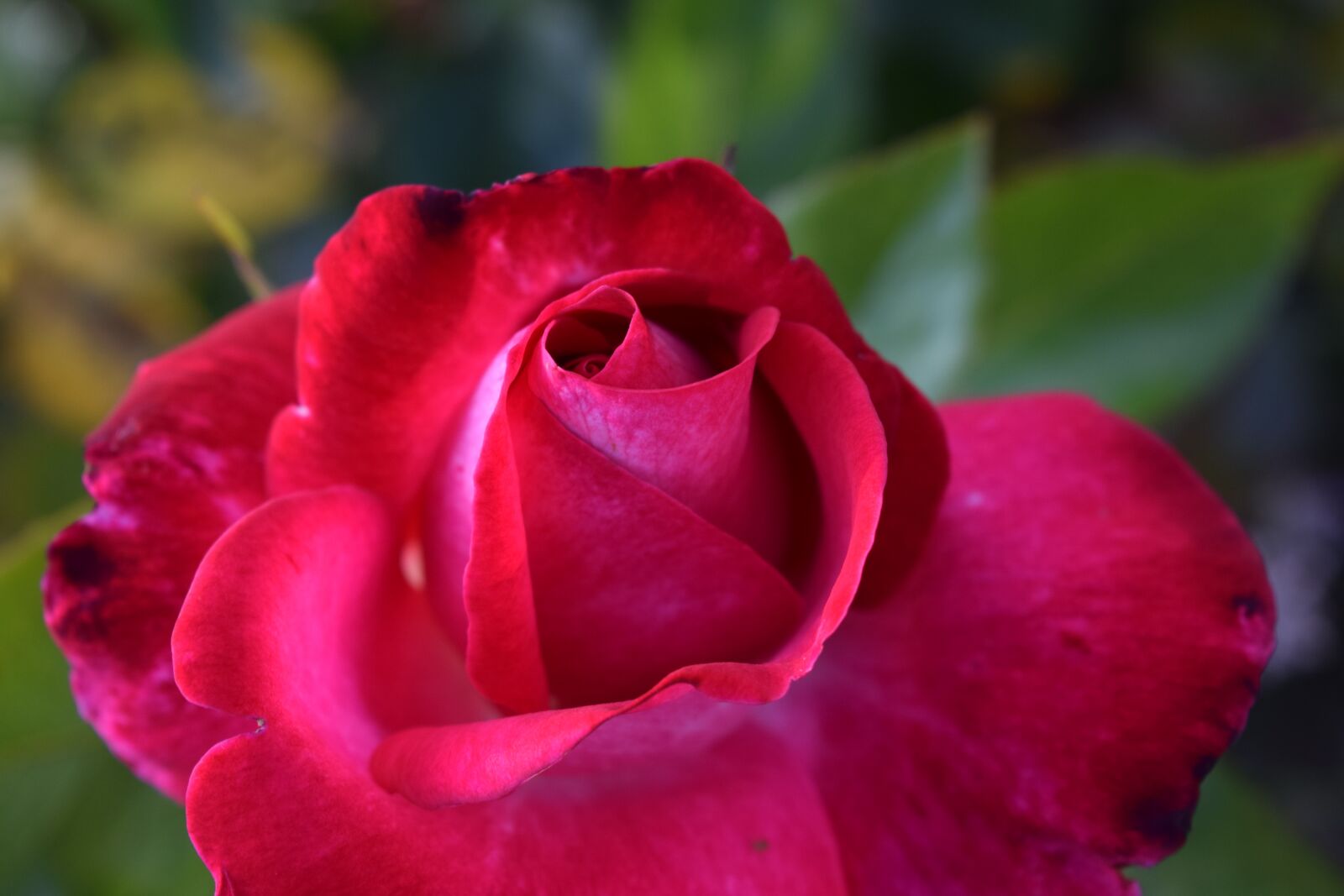Nikon D3300 sample photo. Rose, pink, red photography