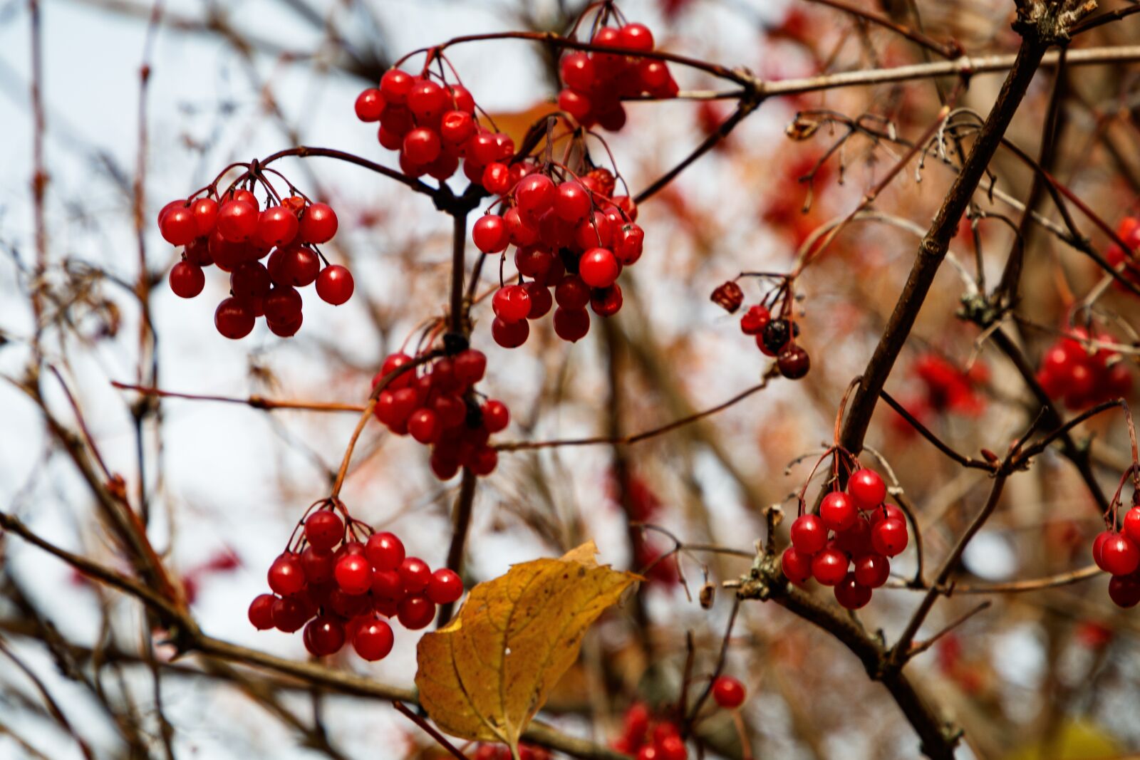 Canon EOS 80D sample photo. Viburnum, berry, autumn photography