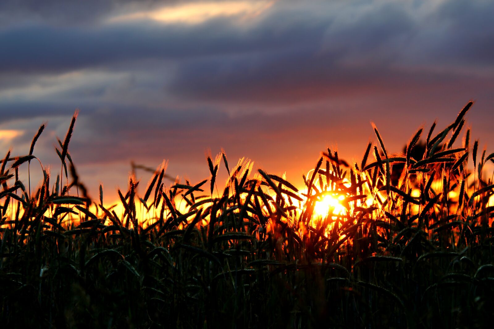 Canon EOS 1300D (EOS Rebel T6 / EOS Kiss X80) + Tamron 18-400mm F3.5-6.3 Di II VC HLD sample photo. Sunset, cornfield, cereals photography