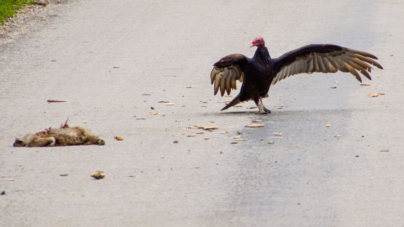 Sony SLT-A77 sample photo. Buzzard, predator, nature photography