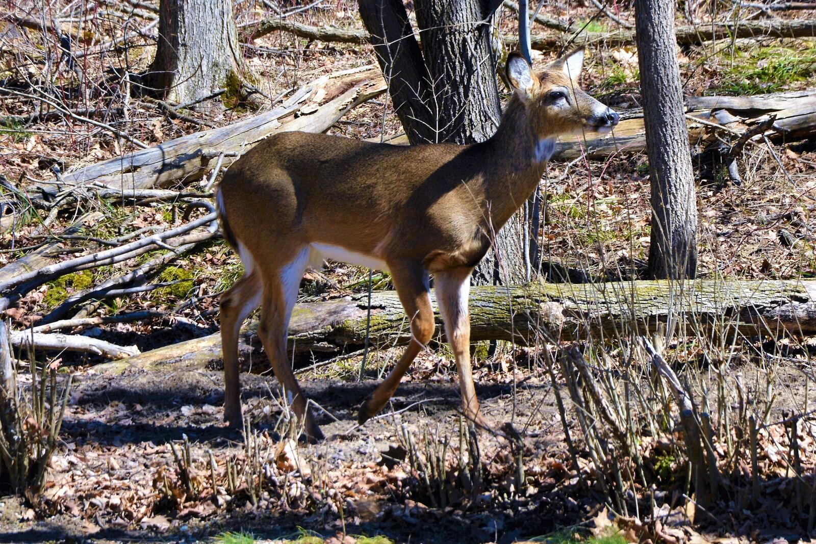 Nikon D7100 sample photo. Deer, buck, whitetail photography