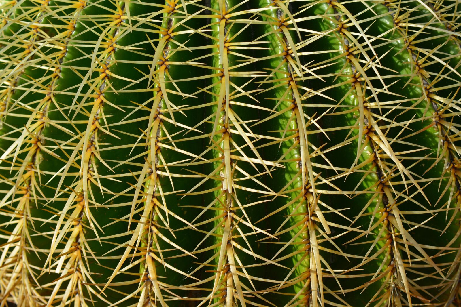 Nikon D5200 sample photo. Background, sting, schwiegermuttersitz photography