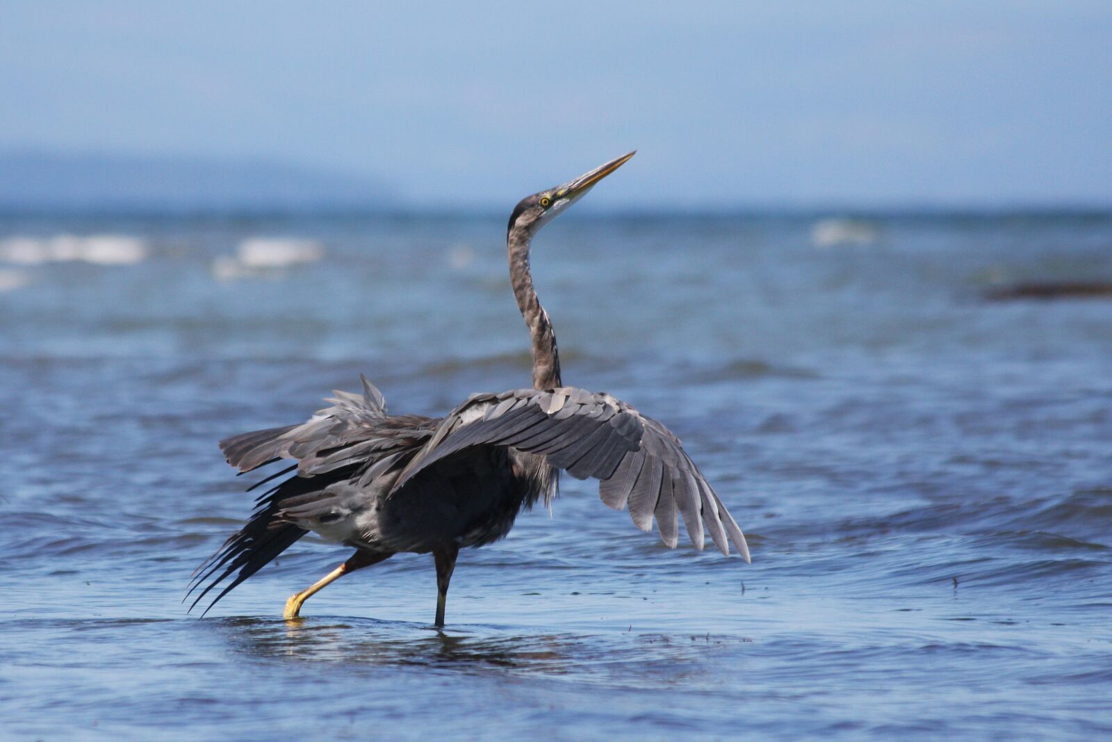 Canon EOS 40D sample photo. Heron, mating, dance photography