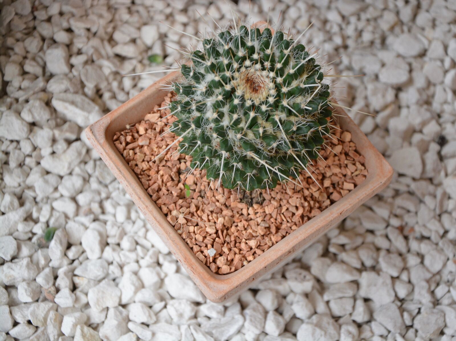 Nikon D5200 sample photo. Cactus, plant, plant spicy photography