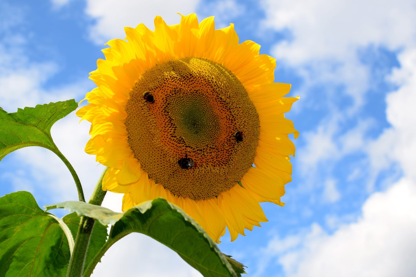Nikon D5300 sample photo. Sunflower, bees, yellow photography