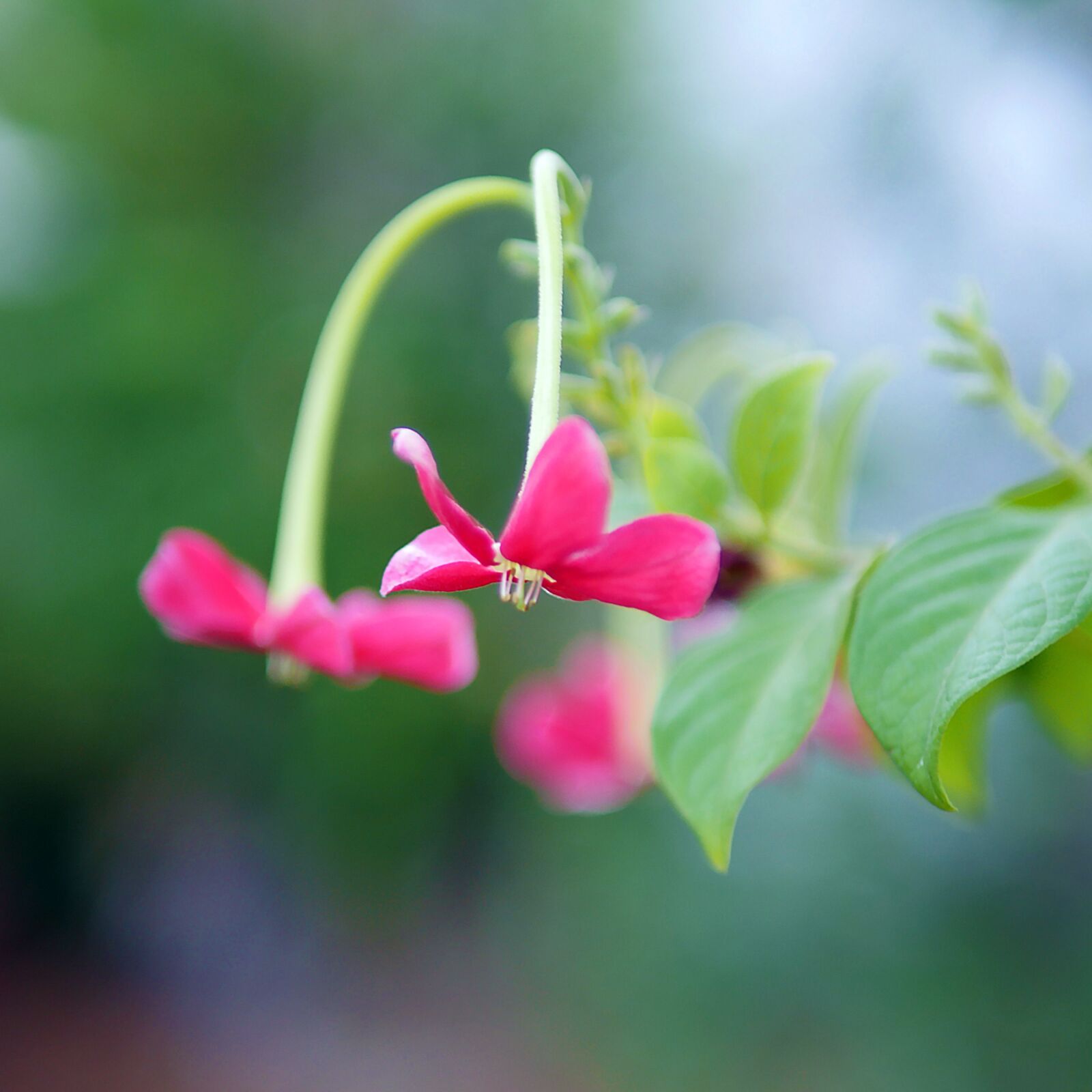 Panasonic Lumix DMC-GH4 sample photo. Nature, flora, flower photography