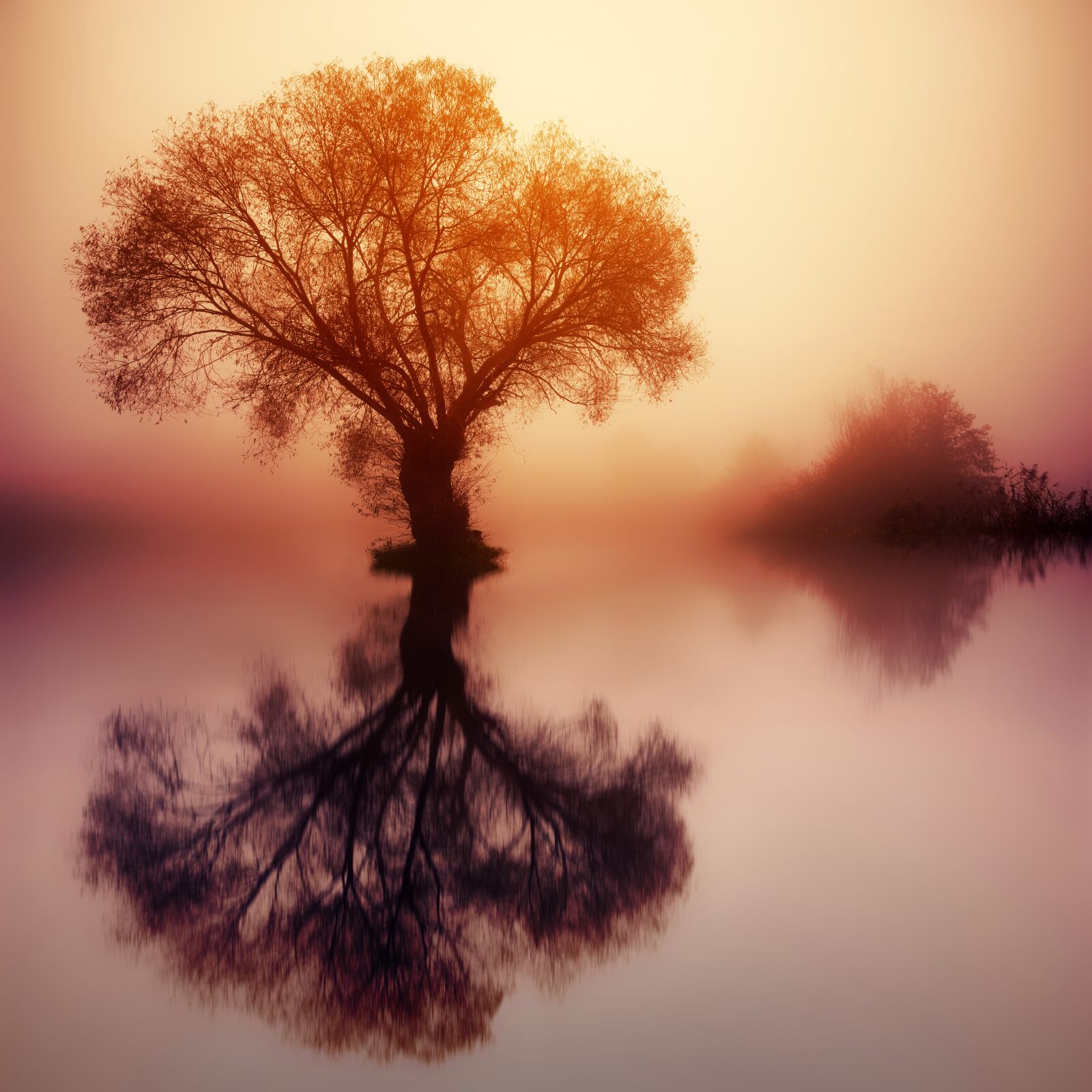 Sony a7 + Sony DT 50mm F1.8 SAM sample photo. Tree, dawn, silhouette photography