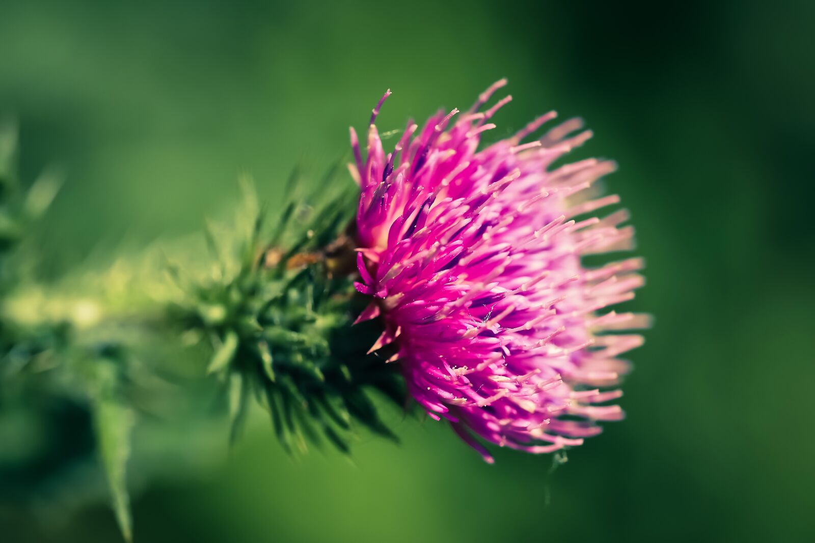 Olympus OM-D E-M10 sample photo. Thistle, blossom, bloom photography