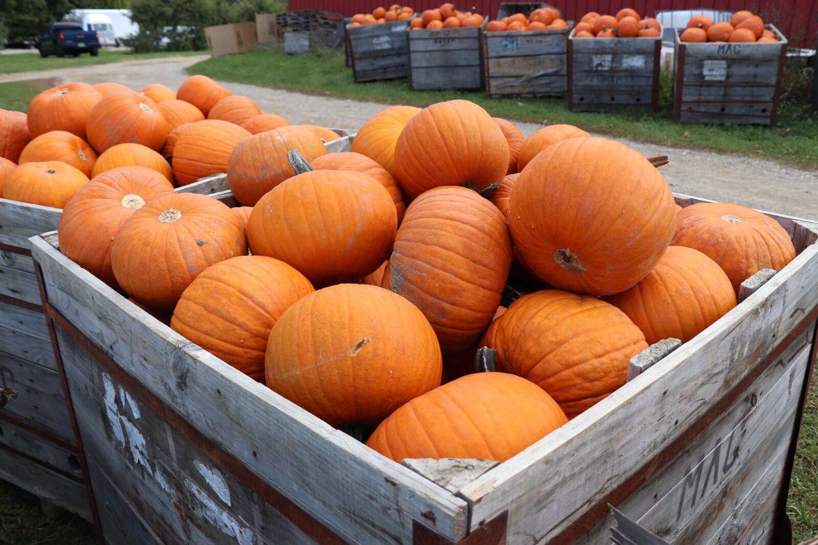 Canon EOS 800D (EOS Rebel T7i / EOS Kiss X9i) + Canon EF-S 18-135mm F3.5-5.6 IS STM sample photo. Autumn, orange, pumpkin photography