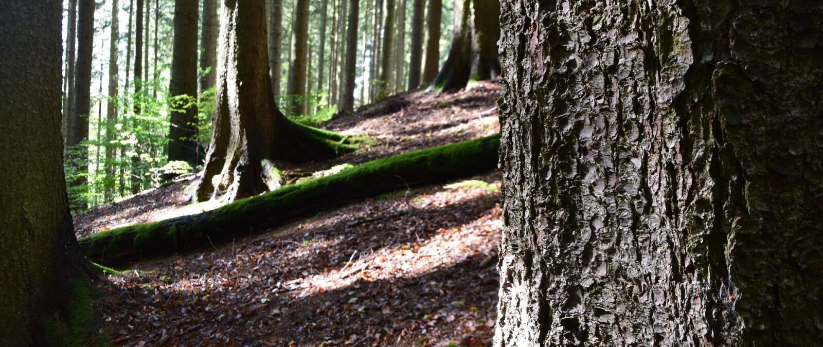Nikon D3300 sample photo. Forest, trees, nature photography