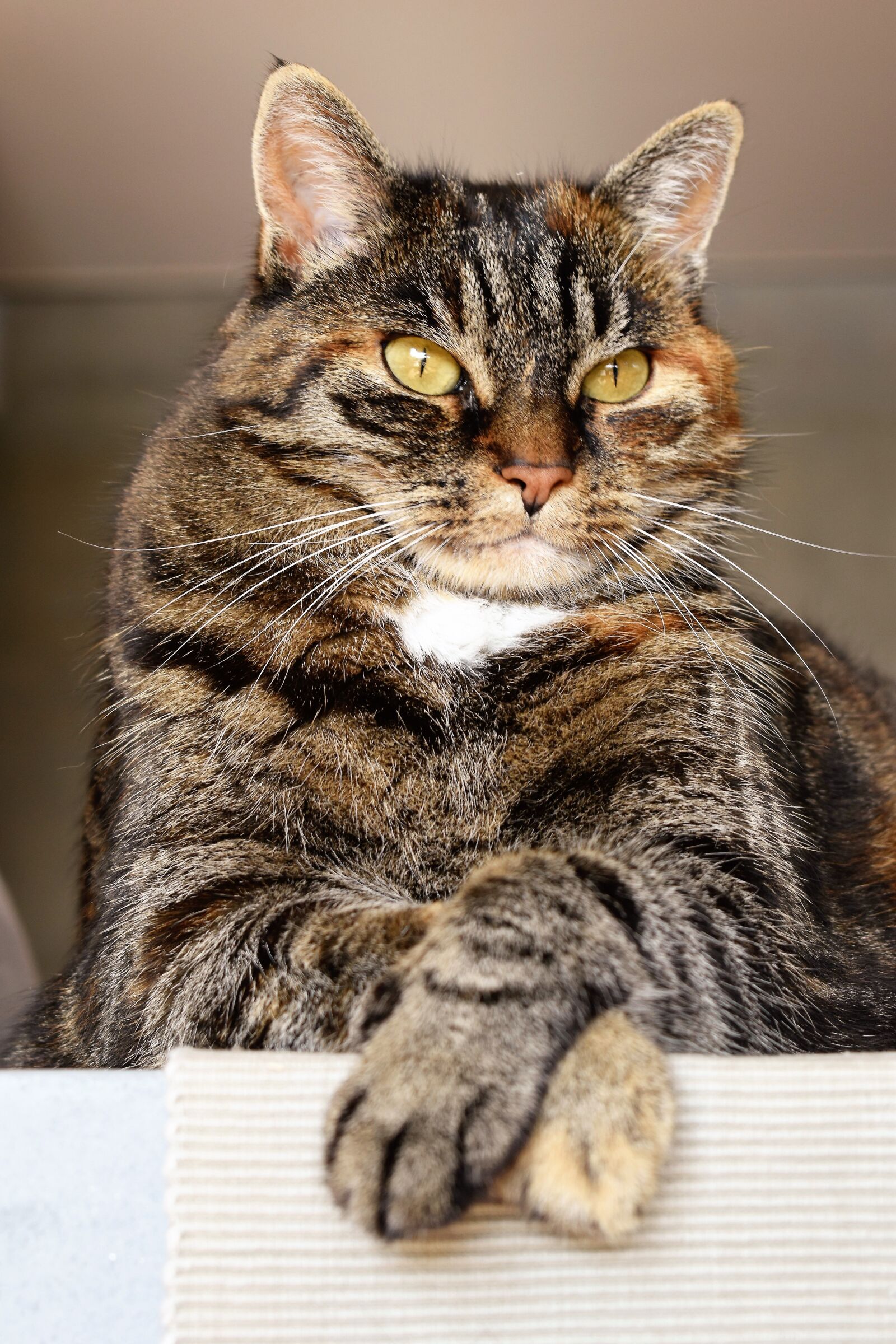 Nikon D5500 sample photo. Cat, mackerel, cat portrait photography