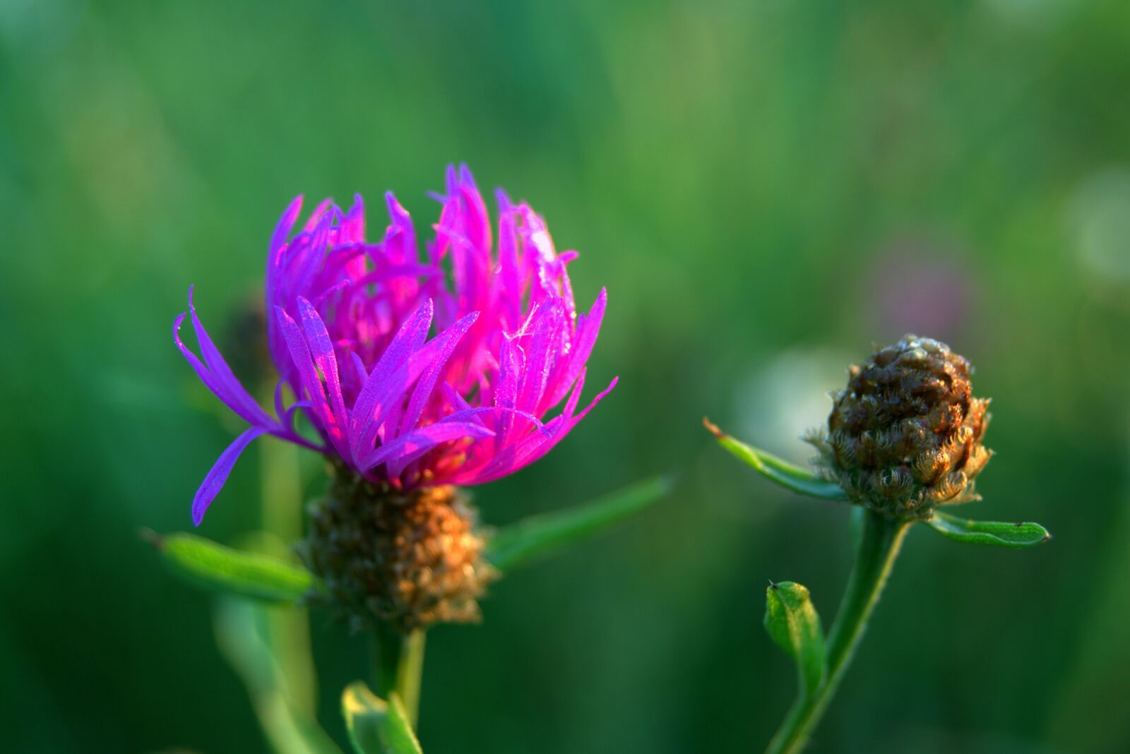 Pentax K-S2 sample photo. Cornflower, bluebottle, blue photography