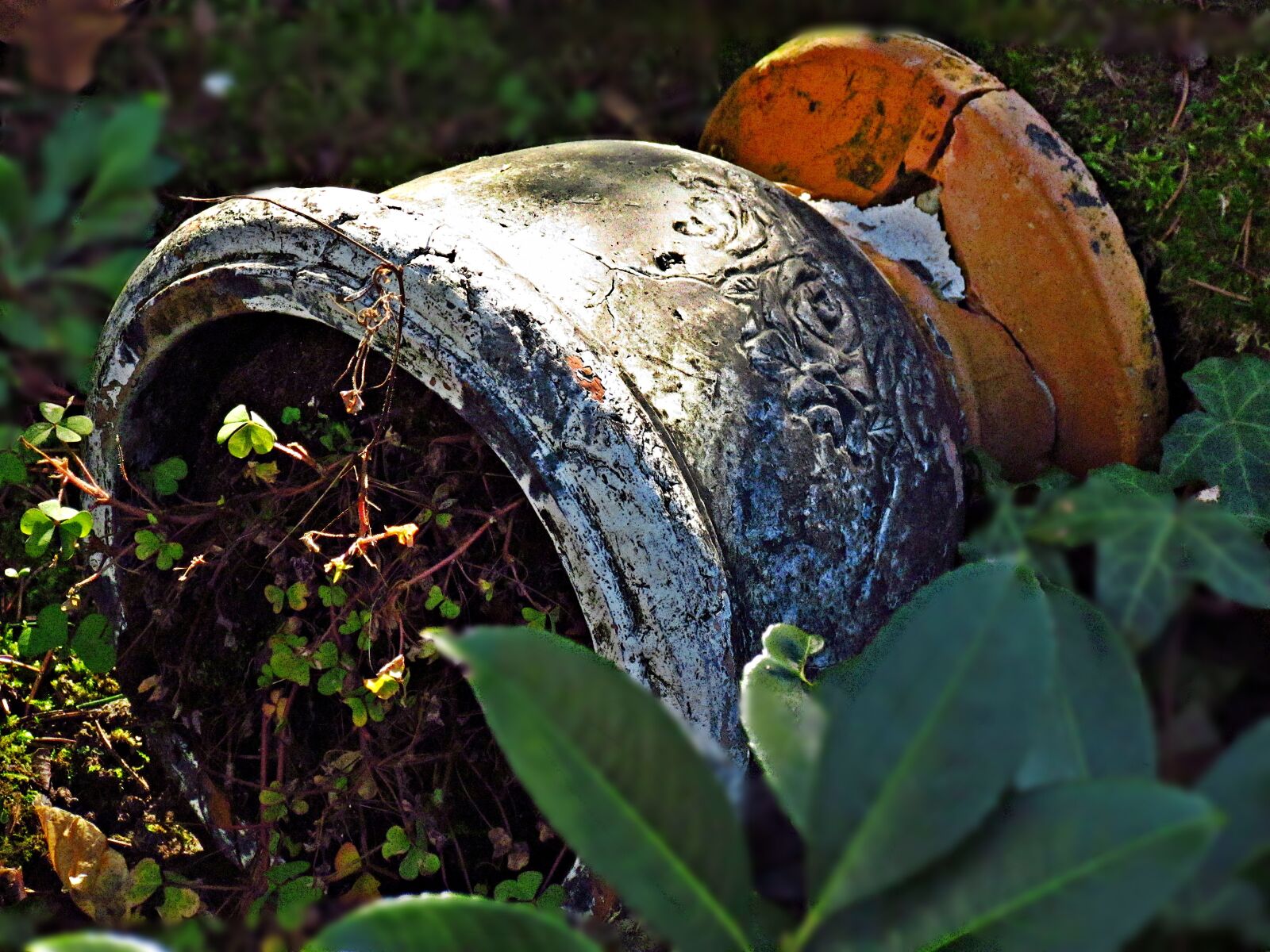 Canon PowerShot SX30 IS sample photo. Flower, flower pot, nature photography