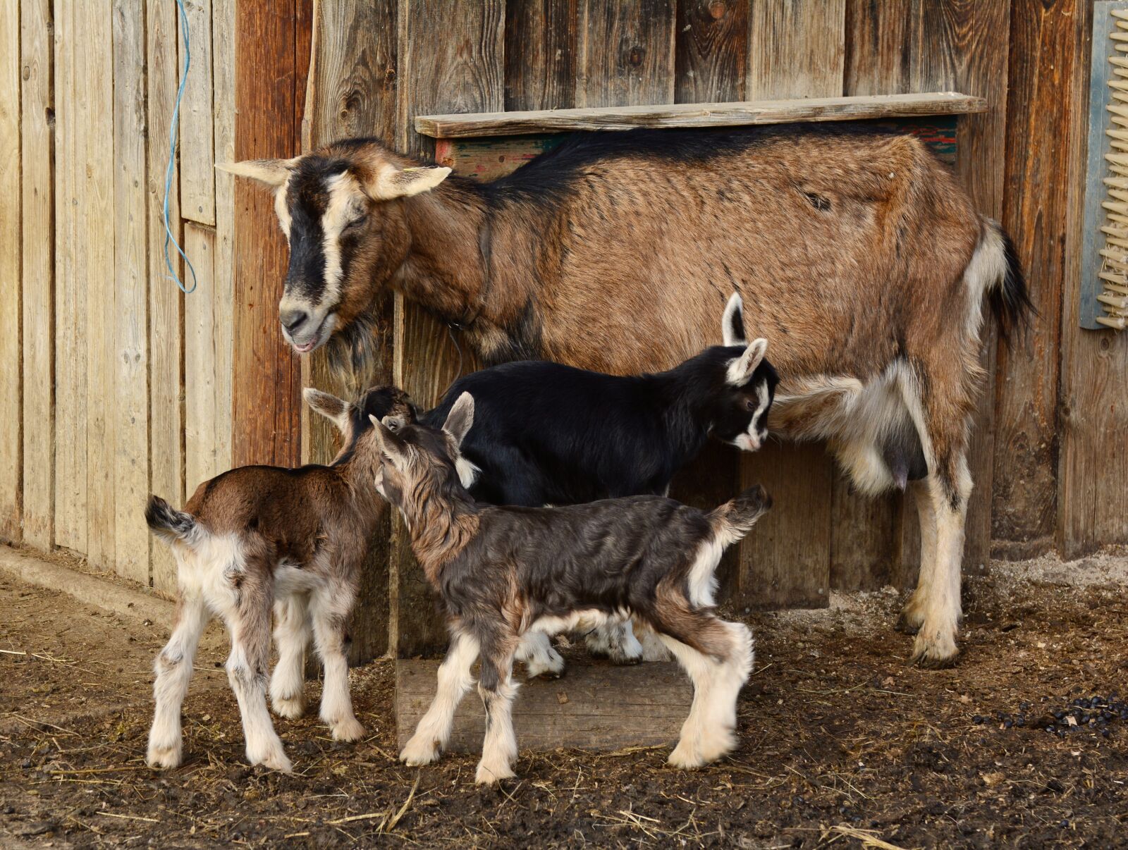 Nikon D5200 sample photo. Goats, kid, young goats photography