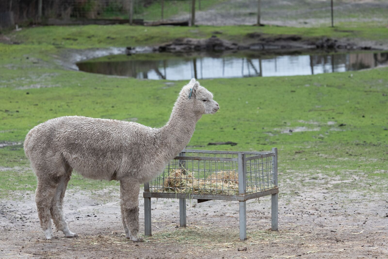 Nikon D750 sample photo. Alpaca, mammal, animal photography