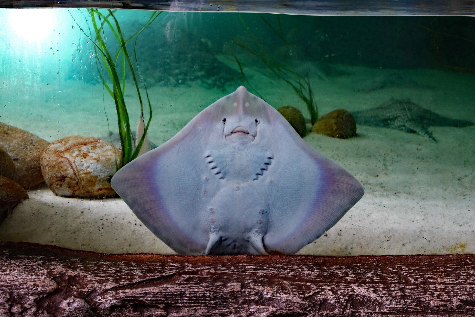Canon EOS 100D (EOS Rebel SL1 / EOS Kiss X7) sample photo. Sting ray, flat fish photography