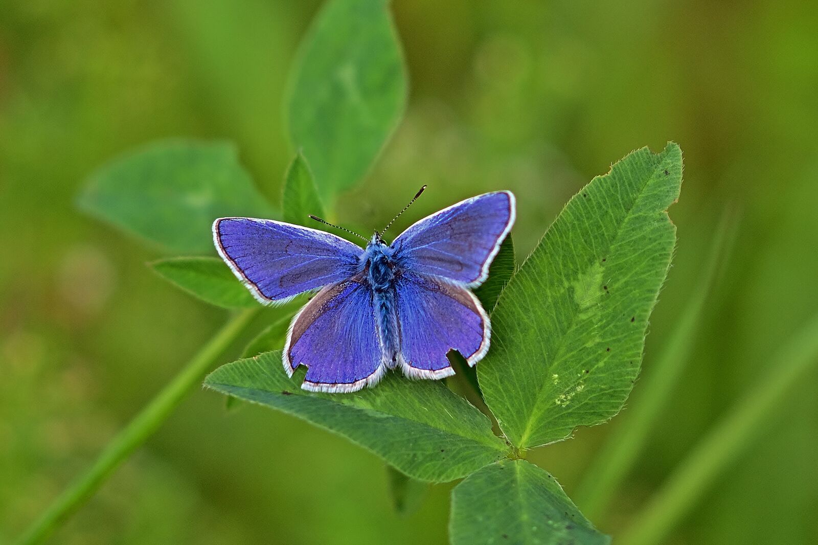 Nikon D5200 sample photo. Nature, butterfly, common blue photography