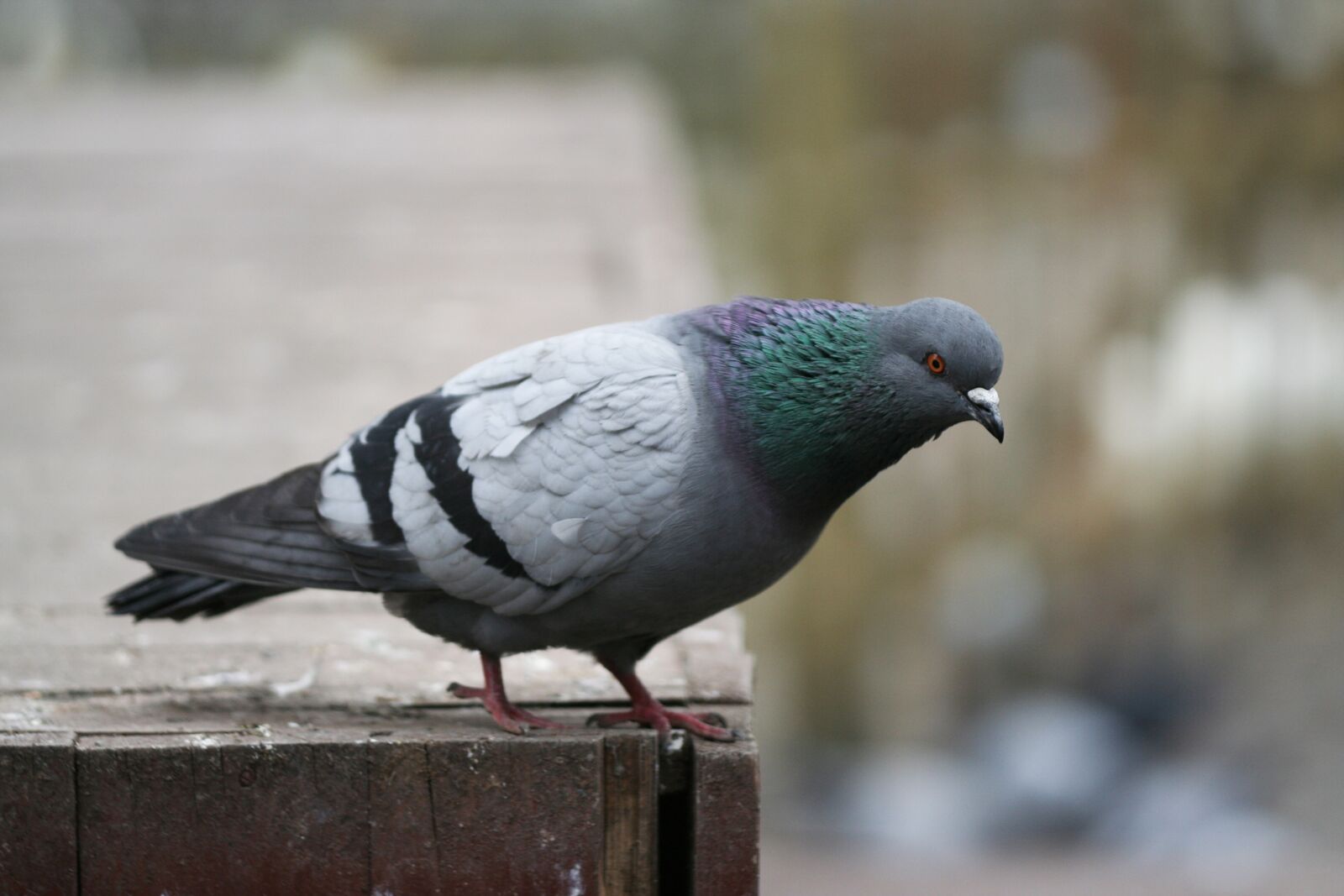 Canon EOS 350D (EOS Digital Rebel XT / EOS Kiss Digital N) sample photo. Pigeon, bird, fly photography