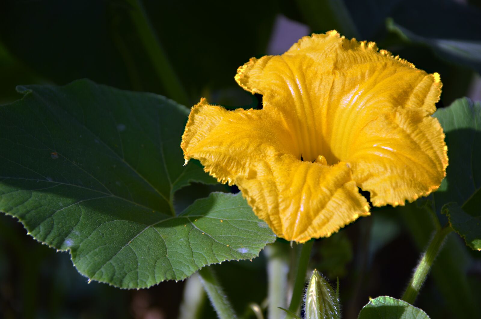 Nikon D3200 sample photo. Zucchini, vegetables, blossom photography