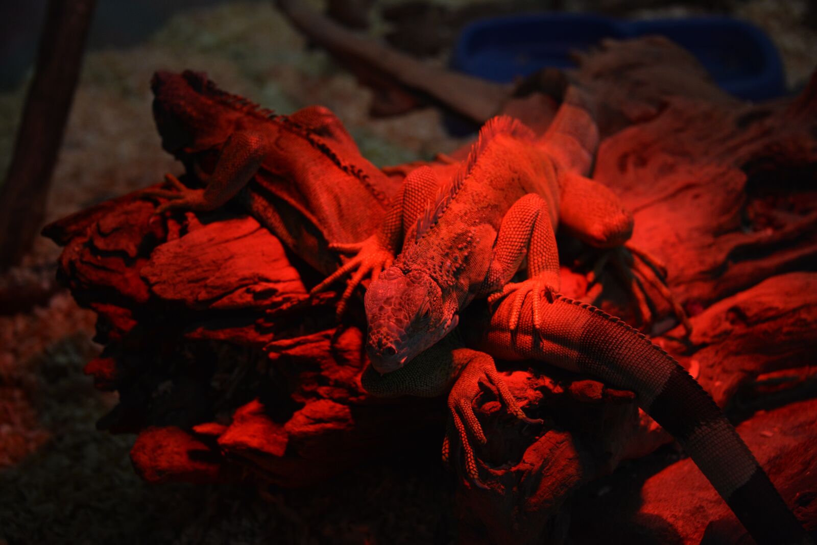 Nikon D610 sample photo. Iguana, red, reptiles photography