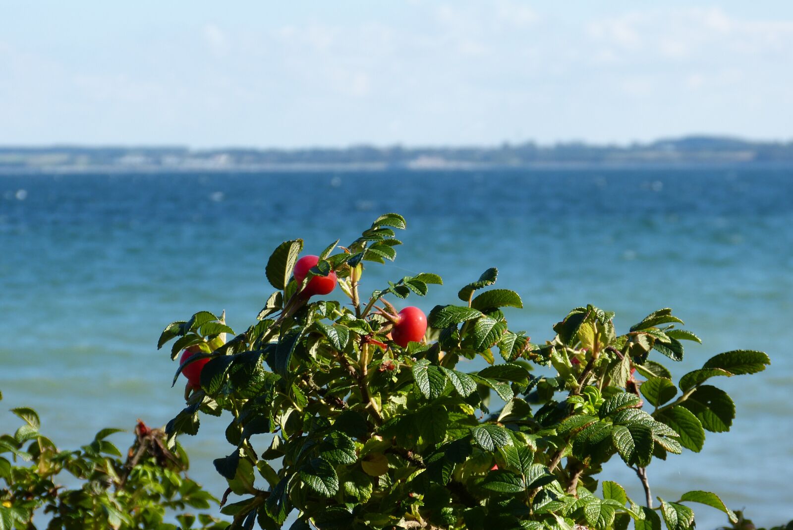 Panasonic Lumix DMC-FZ150 sample photo. Baltic sea, rose hip photography