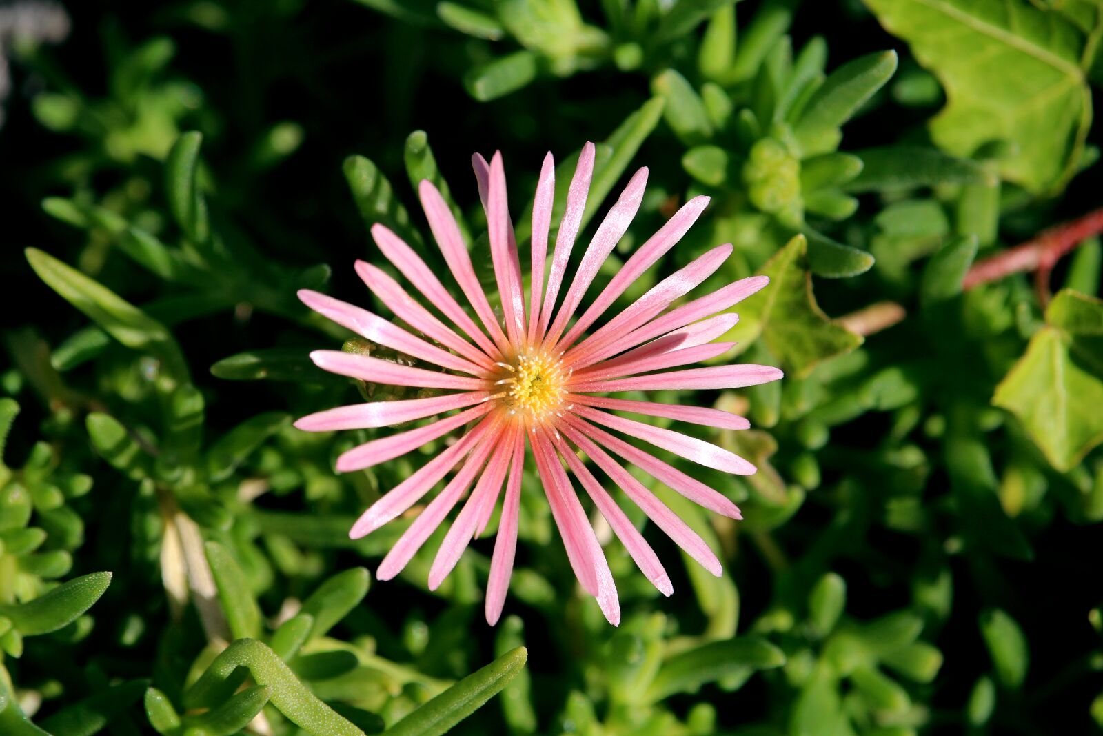 Canon EOS 1200D (EOS Rebel T5 / EOS Kiss X70 / EOS Hi) sample photo. Ice plant, salmon, flower photography