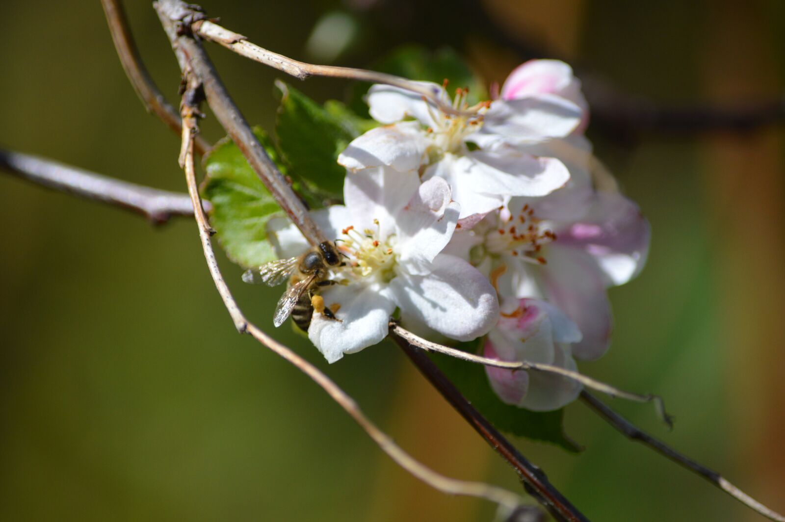 Nikon D3200 sample photo. Flowers, nectar, tree photography