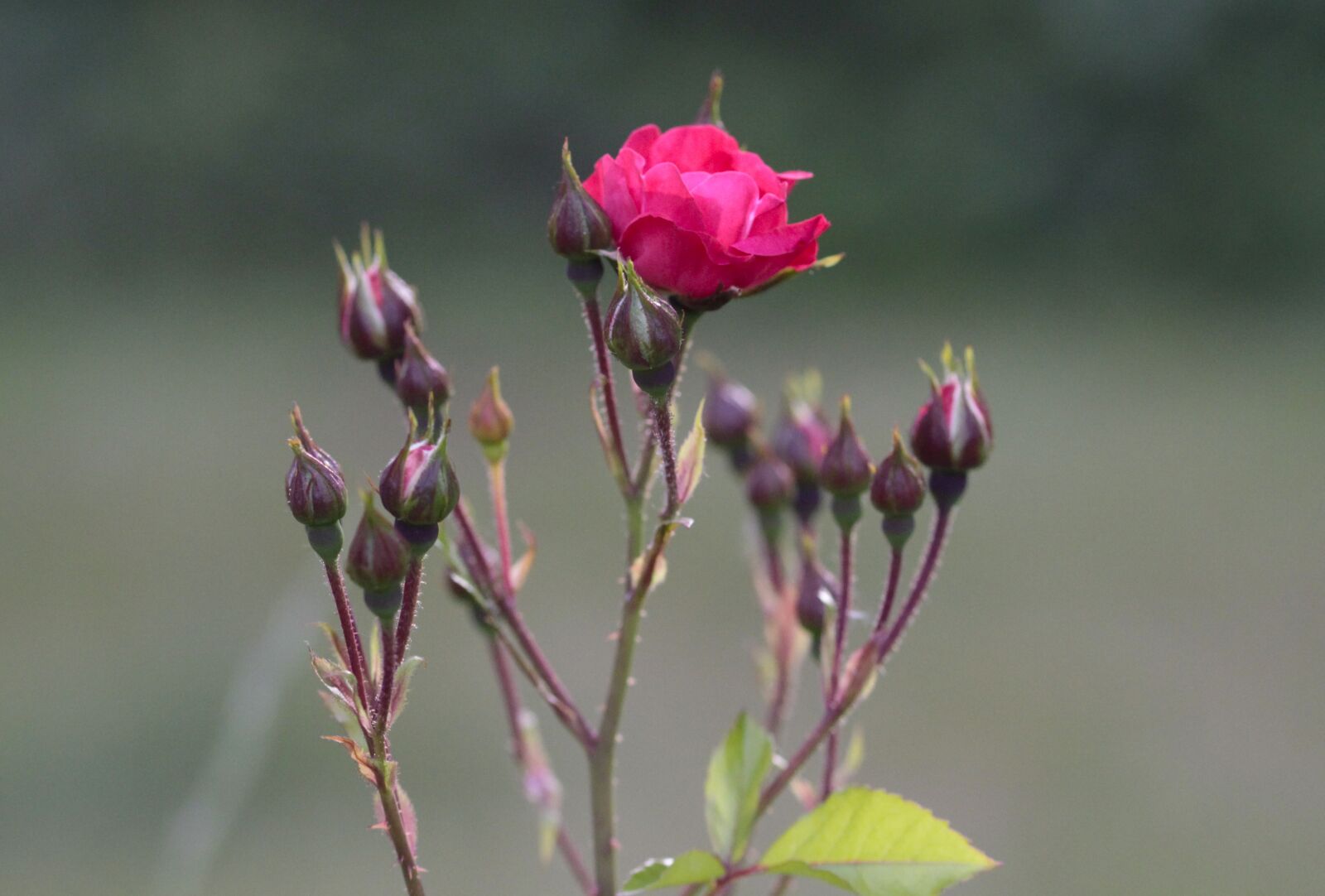 Canon EOS 700D (EOS Rebel T5i / EOS Kiss X7i) sample photo. Rose, red, plant photography