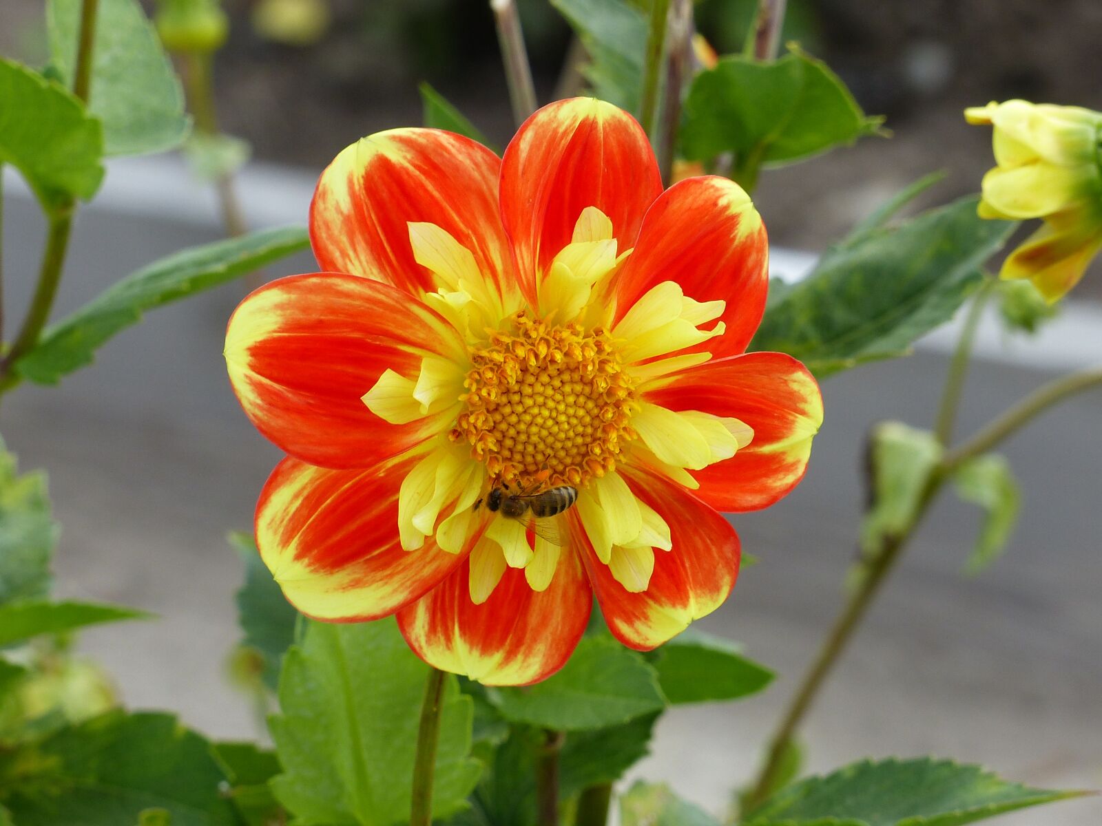 Panasonic Lumix DMC-FZ200 sample photo. Dahlia, colors, summer photography