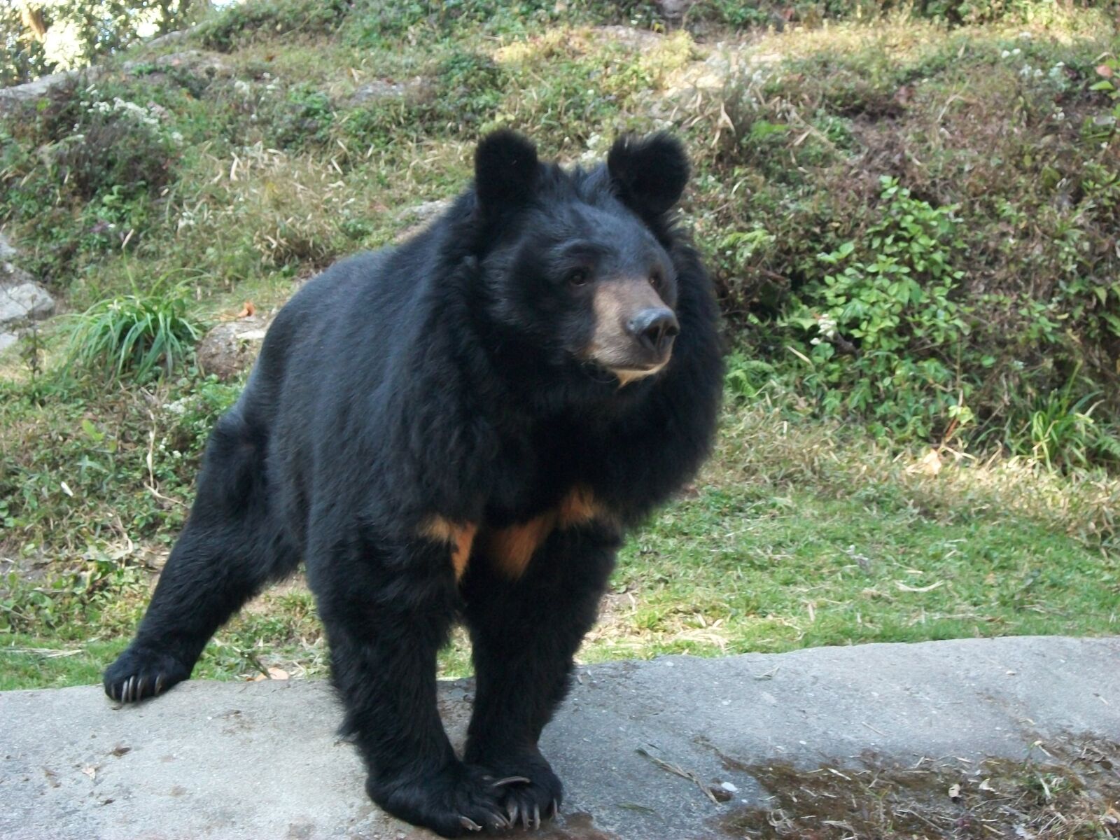 Kodak EASYSHARE C180 DIGITAL CAMERA sample photo. Bear photography