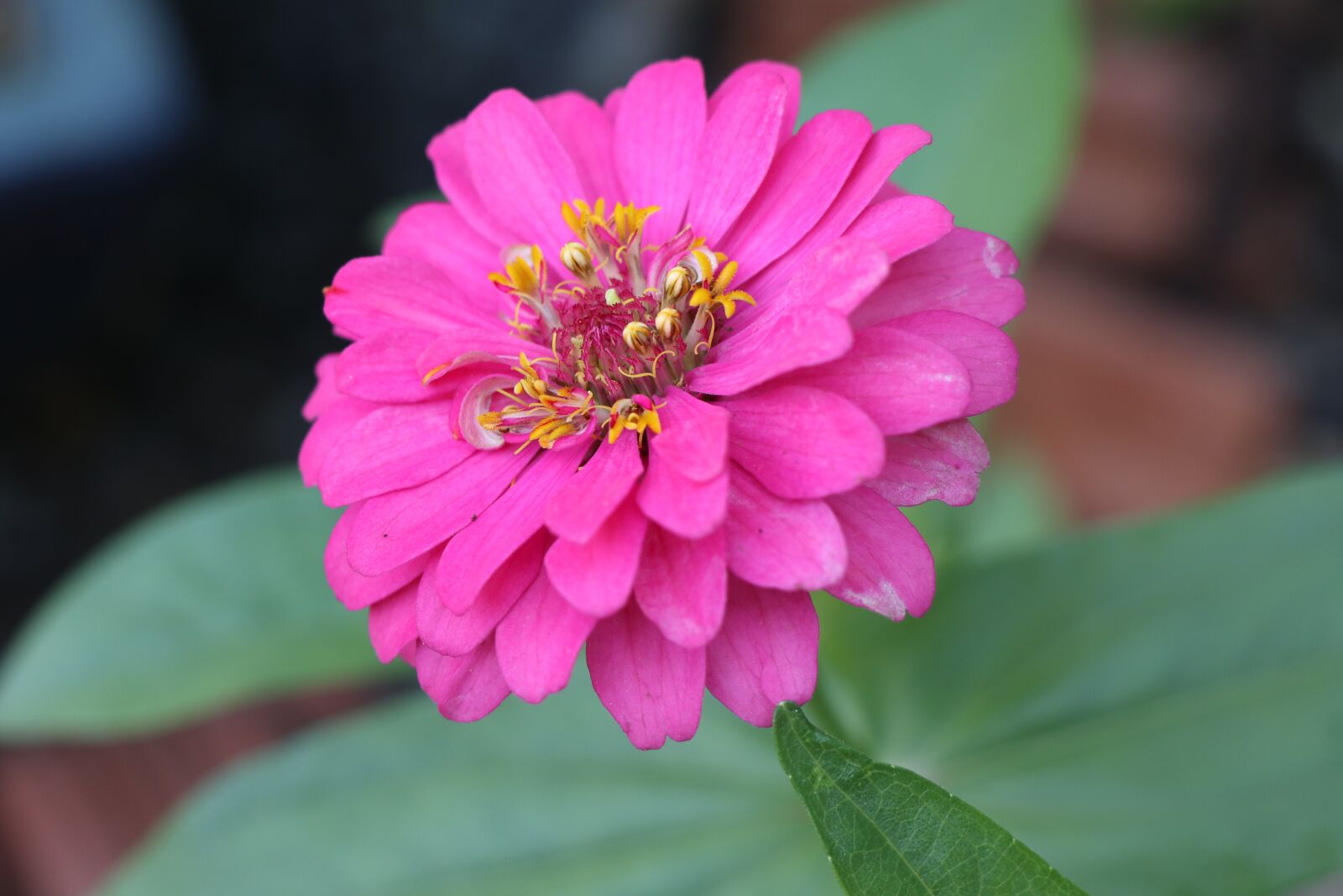 Canon EOS M6 sample photo. Pink daisy flower, spring photography