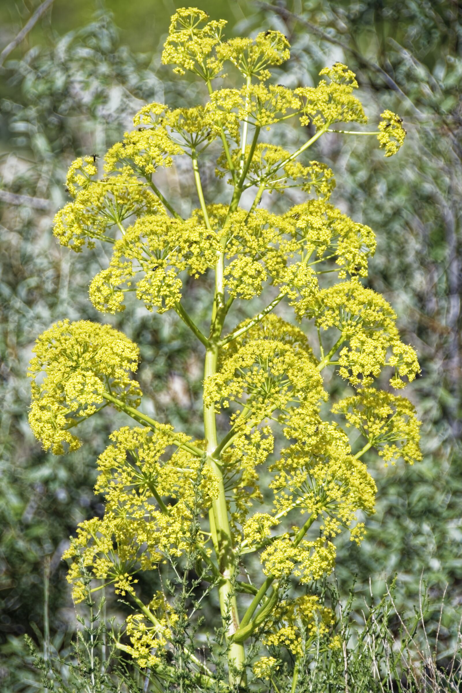 Nikon D500 sample photo. Flower, blossom, bloom photography