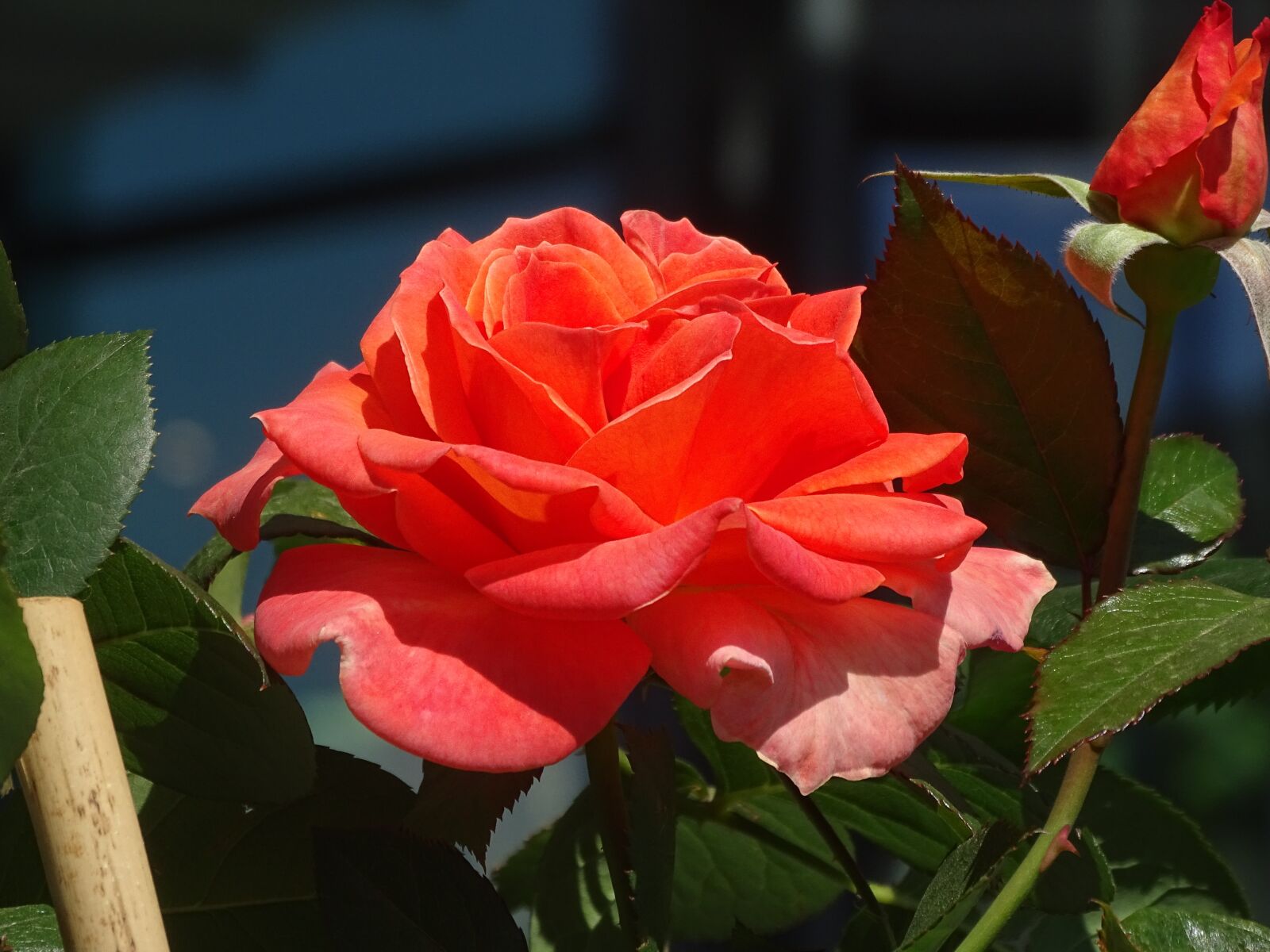 Sony DSC-HX400 sample photo. Rose, flowers, tender rose photography