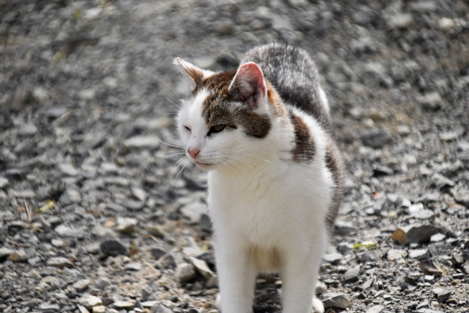 Nikon D5600 sample photo. Cat, feline, animal photography