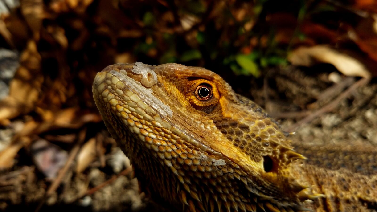 Samsung Galaxy S7 sample photo. Bearded dragon, lizard, reptile photography