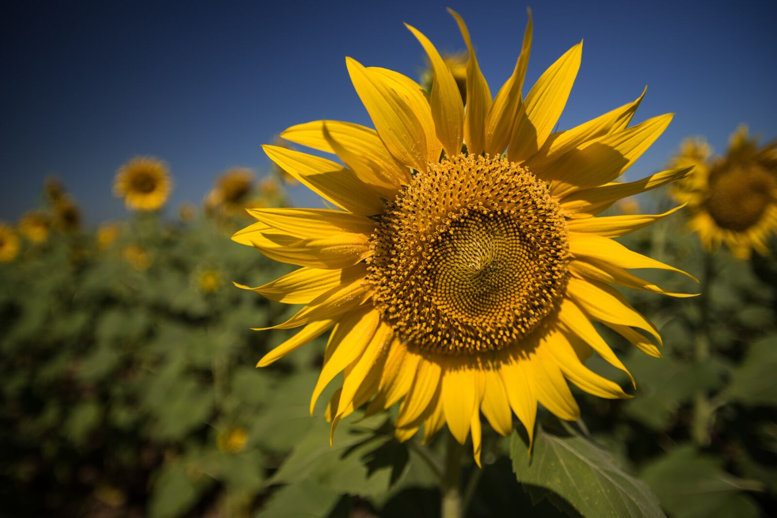 Nikon D750 sample photo. Sunflower, blue, yellow photography