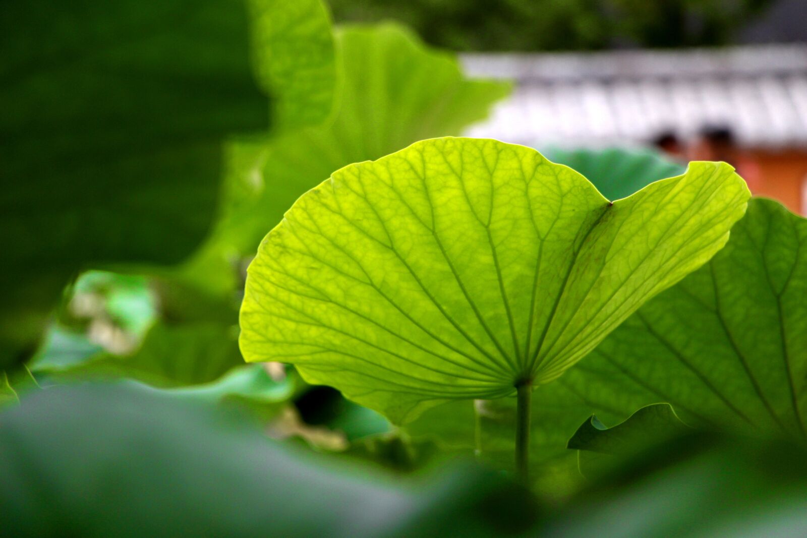 Canon EOS 100D (EOS Rebel SL1 / EOS Kiss X7) sample photo. Lotus leaf, nature, plants photography