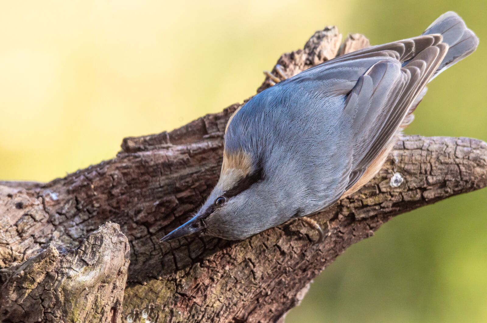 Pentax KP sample photo. Nuthatch, bird, nature photography