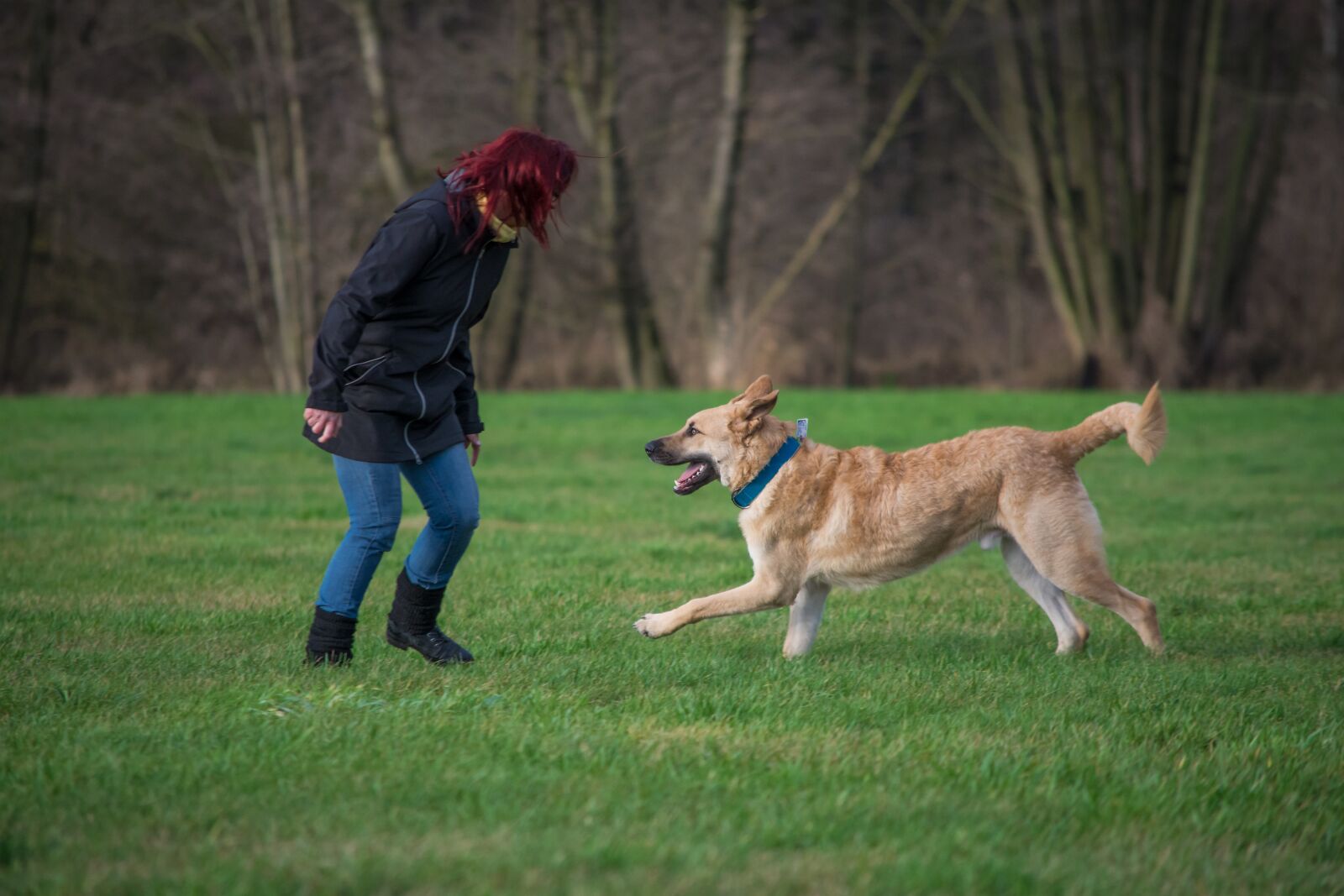 Nikon D7200 sample photo. Dog, grass, pet photography