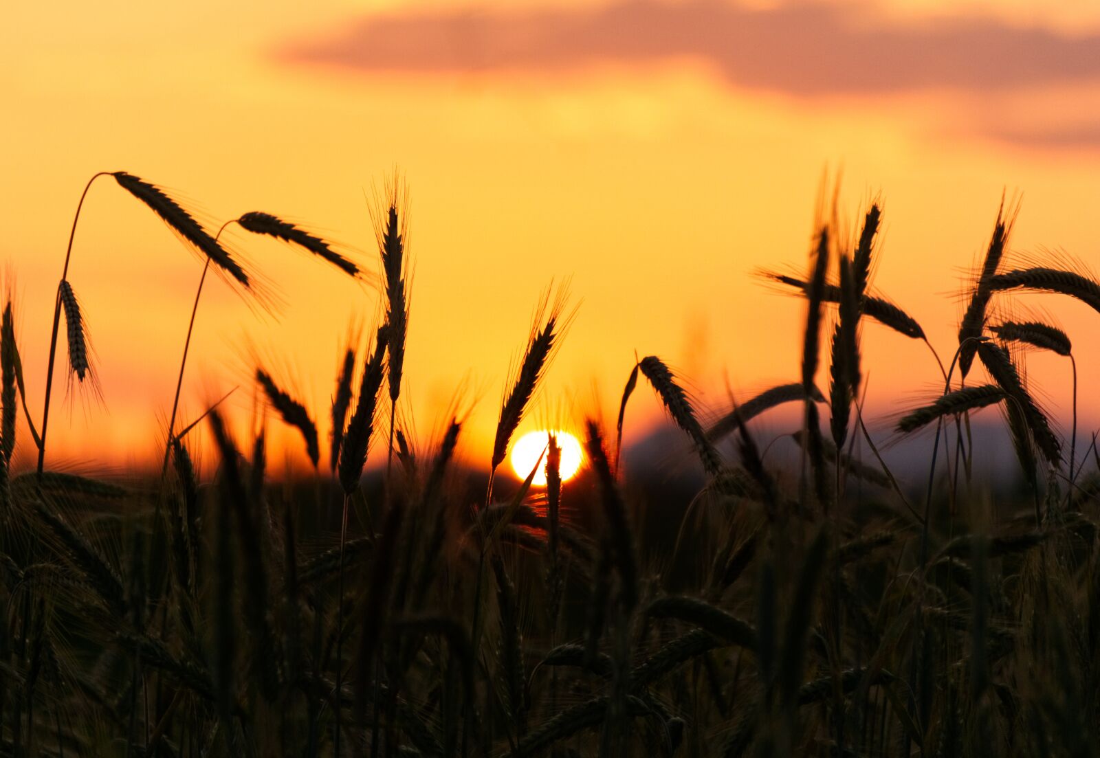 Sony a6000 sample photo. Sunset, cereals, backlighting photography