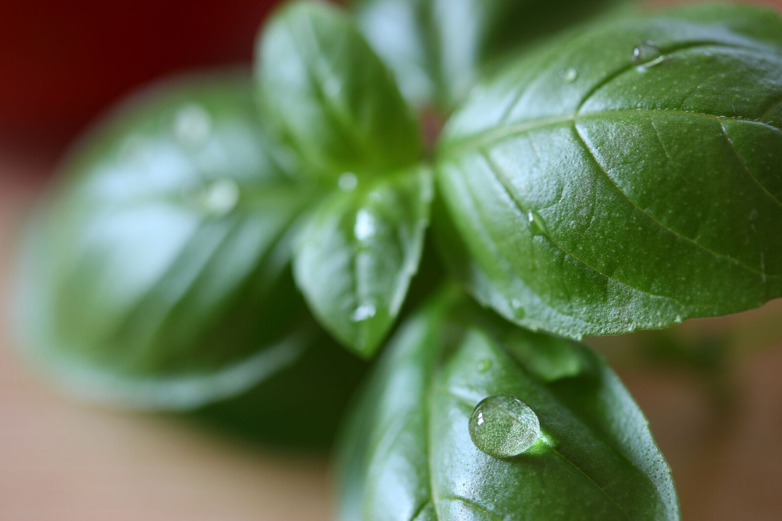 Canon EOS 1300D (EOS Rebel T6 / EOS Kiss X80) sample photo. Basil, herbs, italian photography