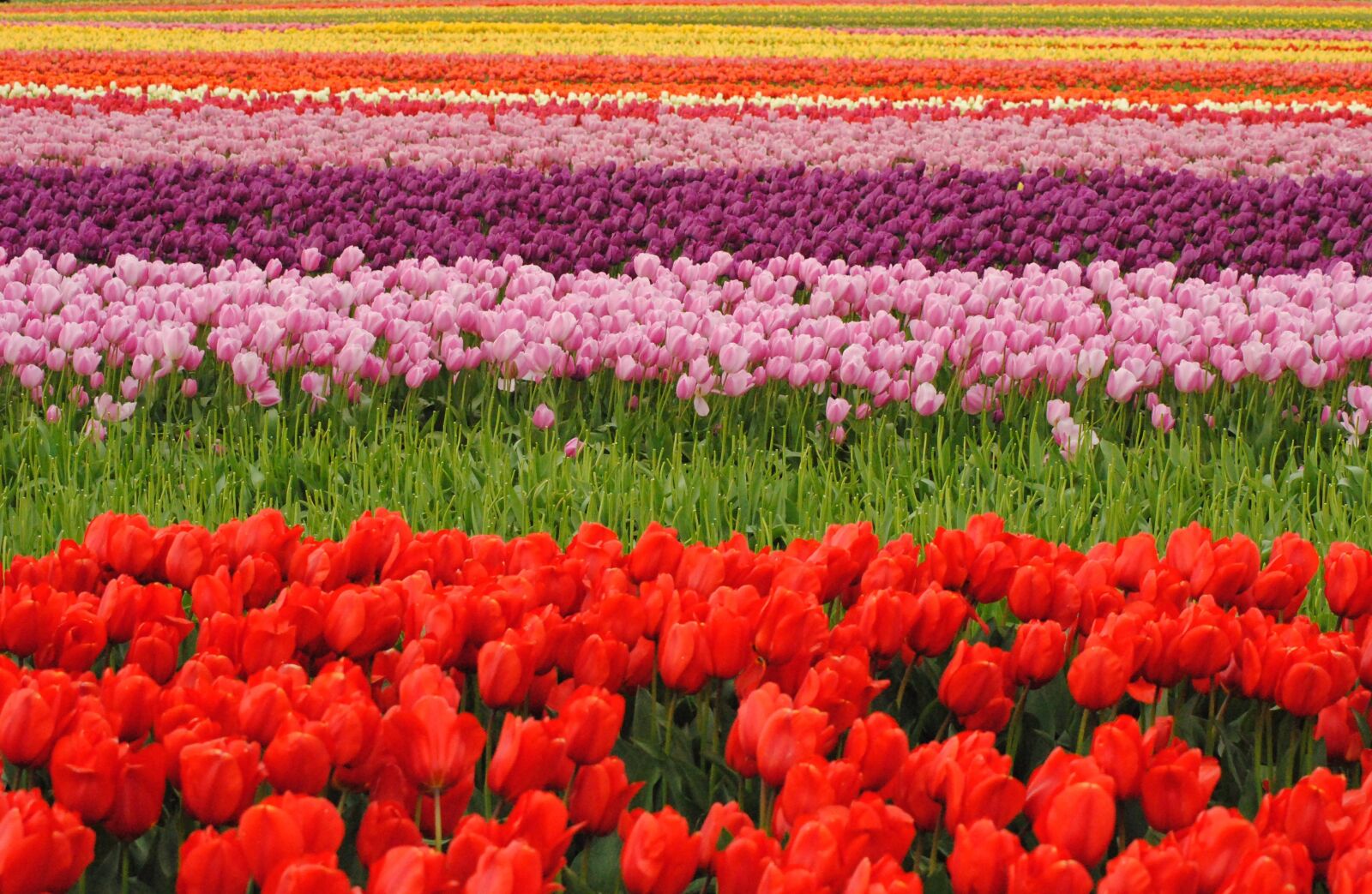 Nikon D3000 sample photo. Tulips, may flowers, bloom photography