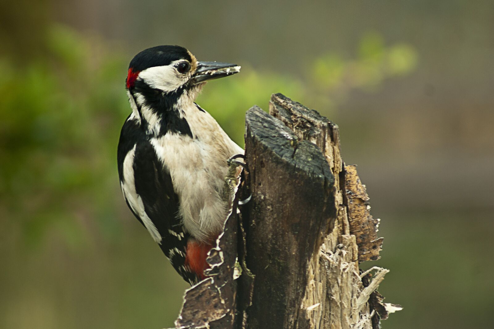 Sony Alpha DSLR-A350 sample photo. Great spotted woodpecker, bird photography
