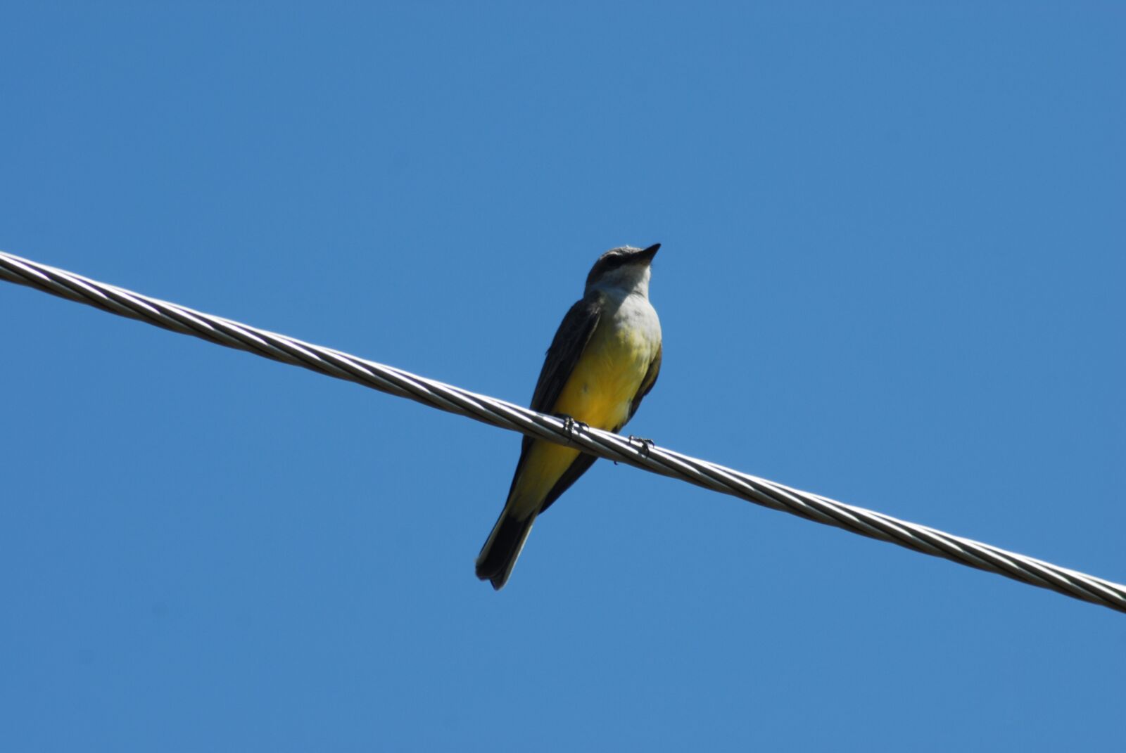 Nikon D200 sample photo. Enjambrero, bird, ave photography