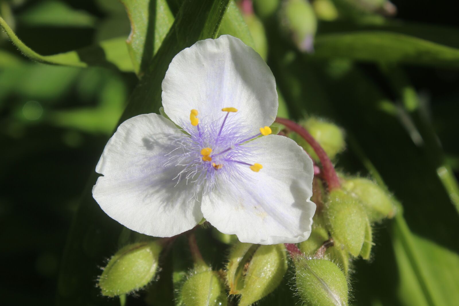 Canon EOS 1200D (EOS Rebel T5 / EOS Kiss X70 / EOS Hi) sample photo. Spiderwort, white, purple photography