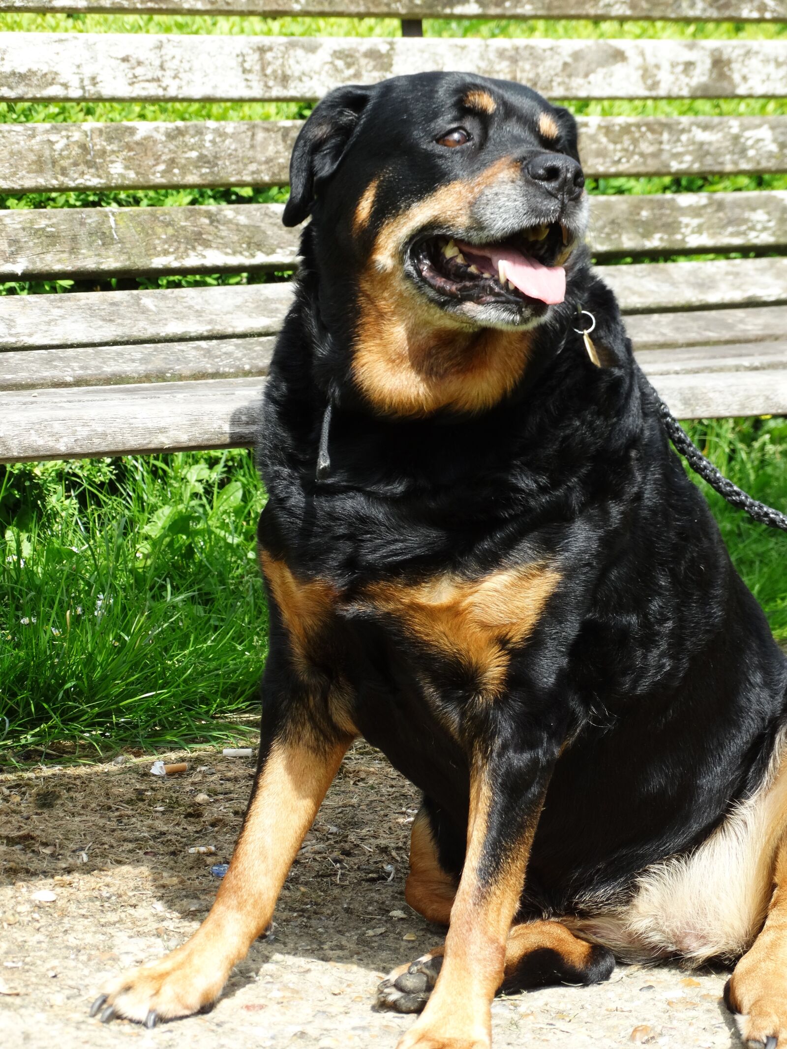 Sony Cyber-shot DSC-HX300 sample photo. Rottweiler, dog, friendly photography