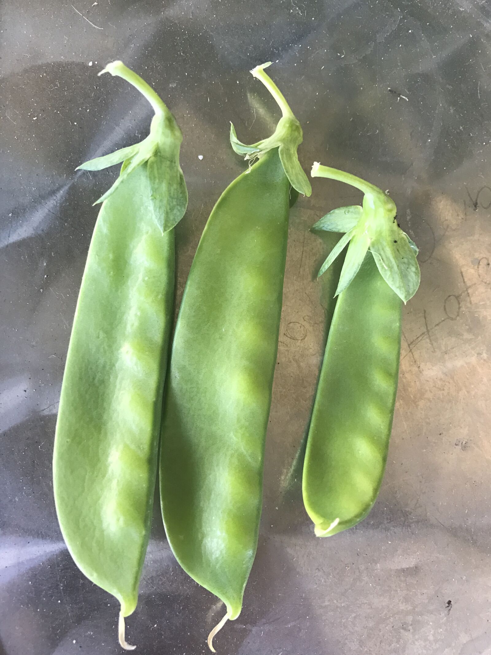 iPhone 7 back camera 3.99mm f/1.8 sample photo. Snow, peas, garden, gardening photography