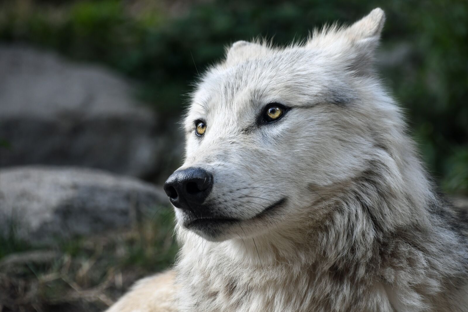 Nikon D500 sample photo. Wolf, predator, look photography