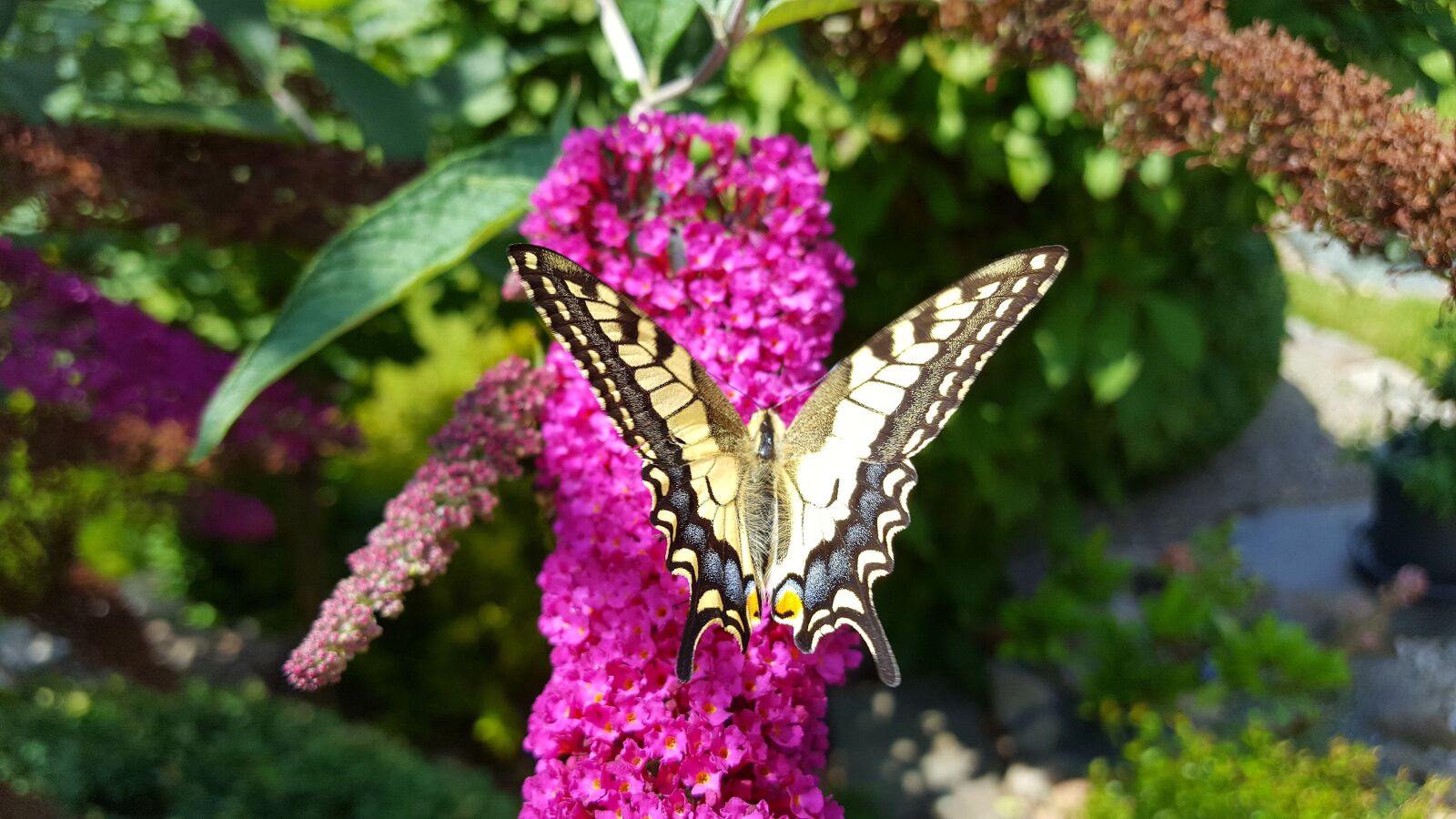 Samsung Galaxy S6 sample photo. Nature, butterfly, insect photography