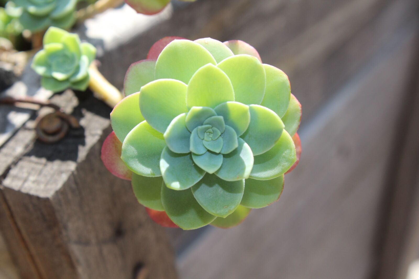 Canon EOS 600D (Rebel EOS T3i / EOS Kiss X5) sample photo. Succulent, flora, plant photography